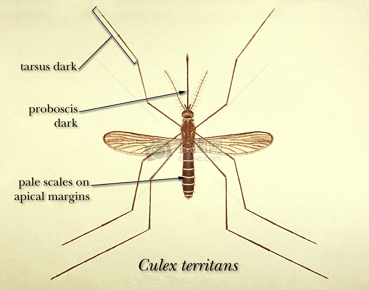 插图描绘常见的蚊虫territans形态特征.