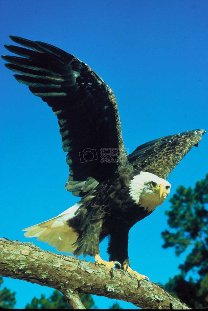 标签: 飞翔黑色羽翼羽毛树干树枝天空站在树枝上的鹰图片站在树枝上