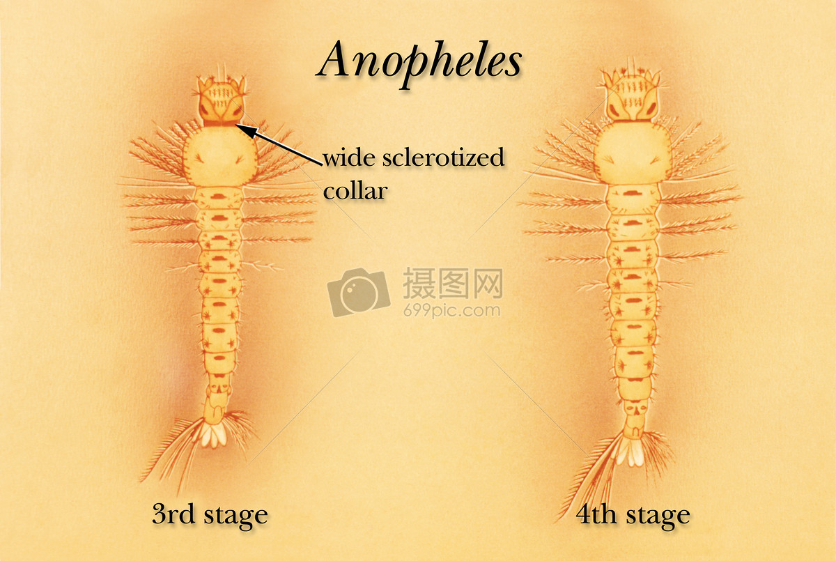 黄色的生物图