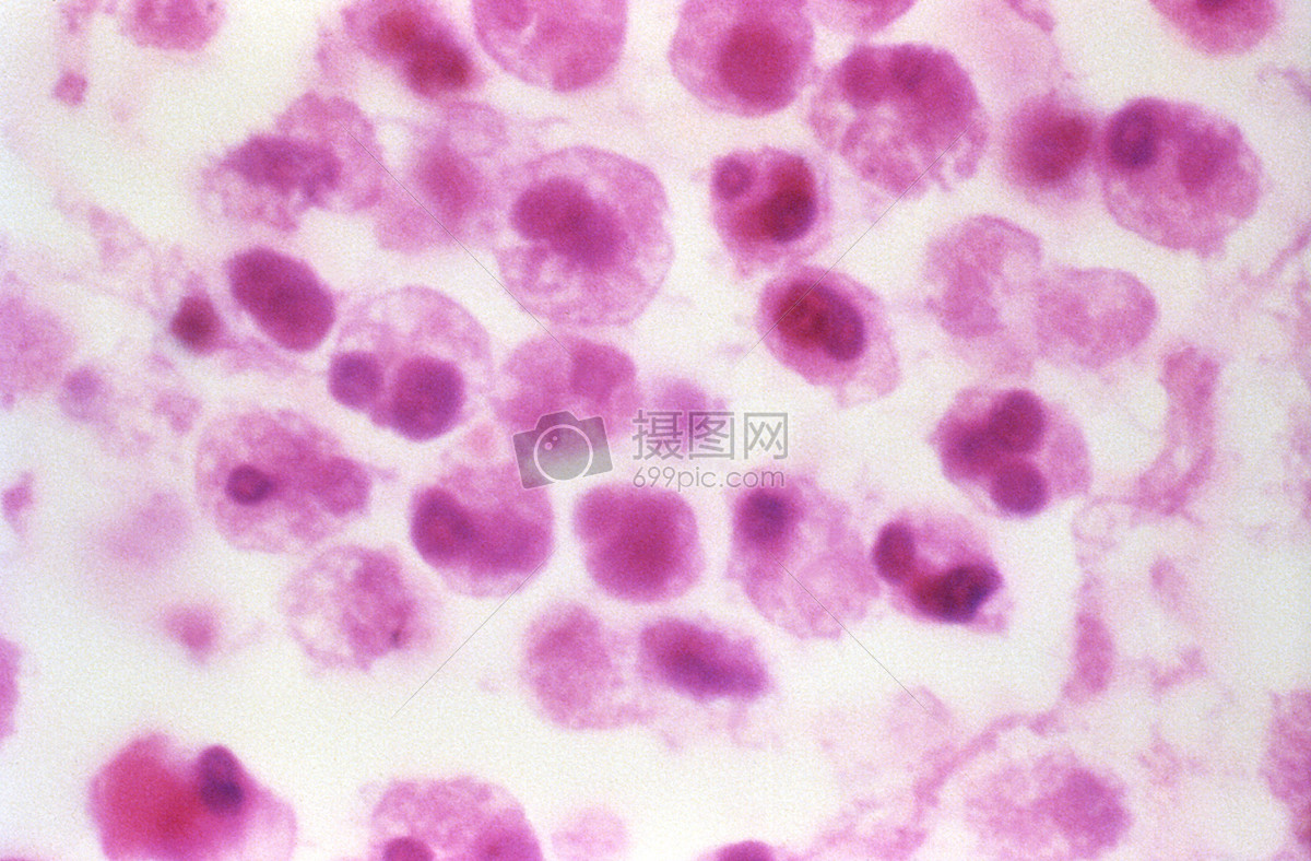 显微镜下的粉色细胞
