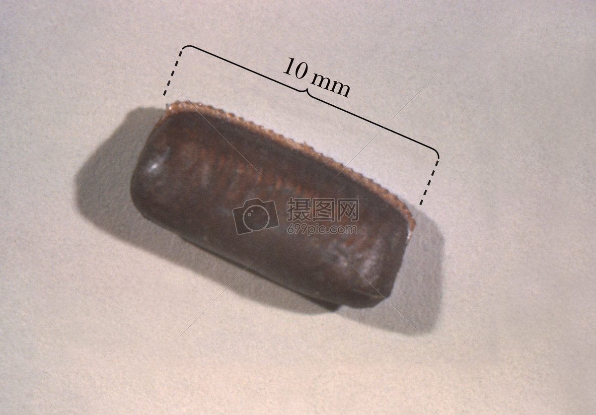 蟑螂卵胶囊这张照片疾病携带者和移民劳工营害虫的研