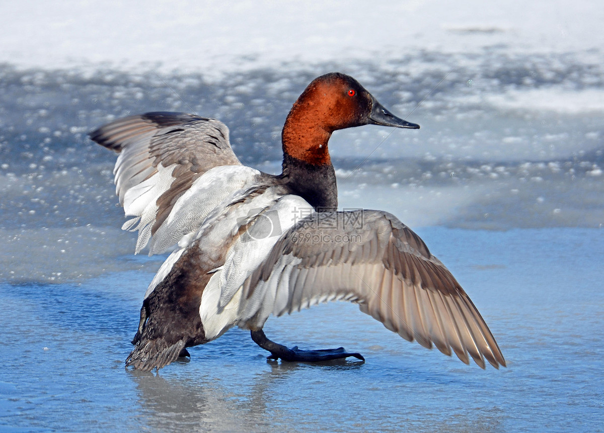 帆背潜鸭duck.jpg