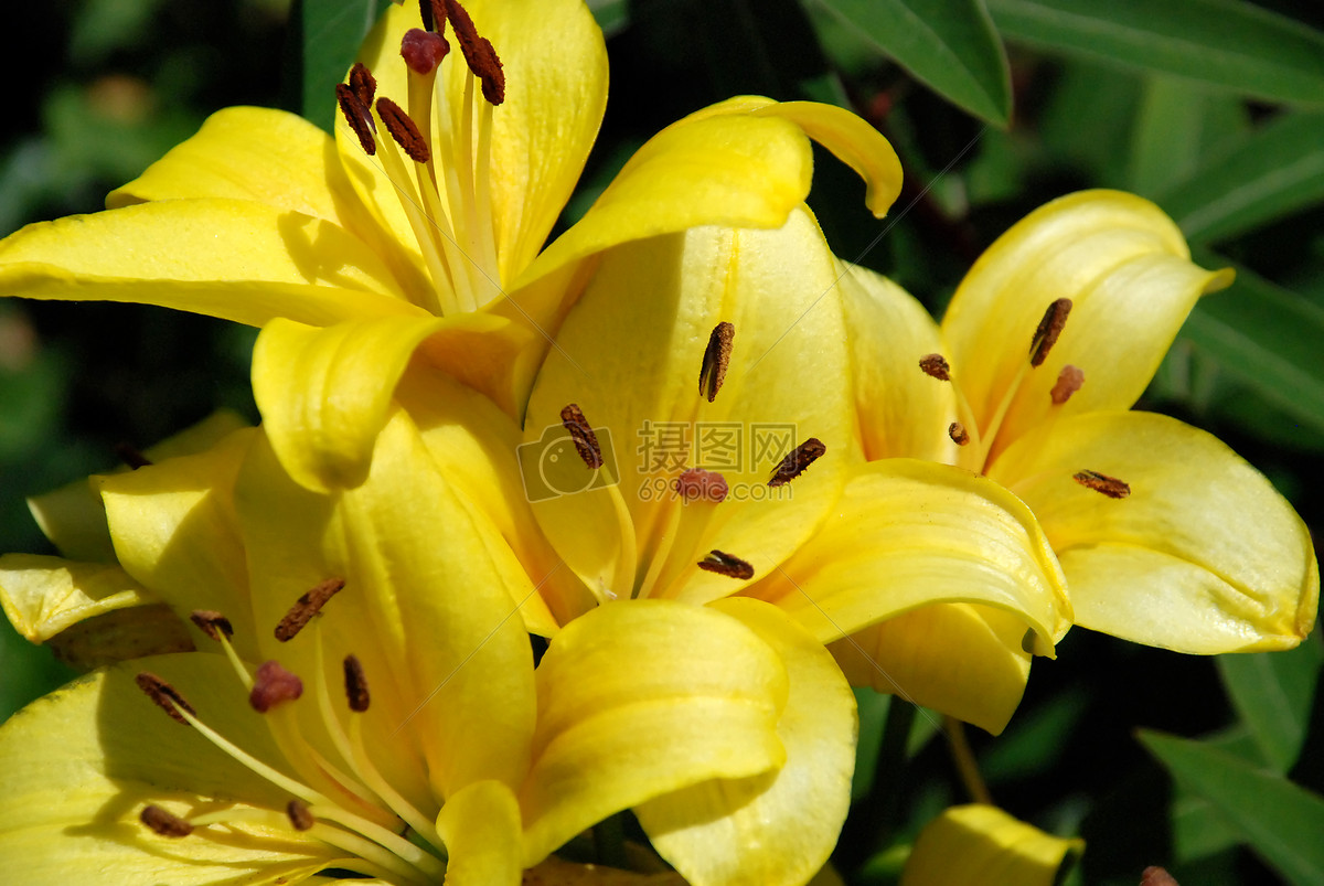 yellowflower070707__13_.jpg