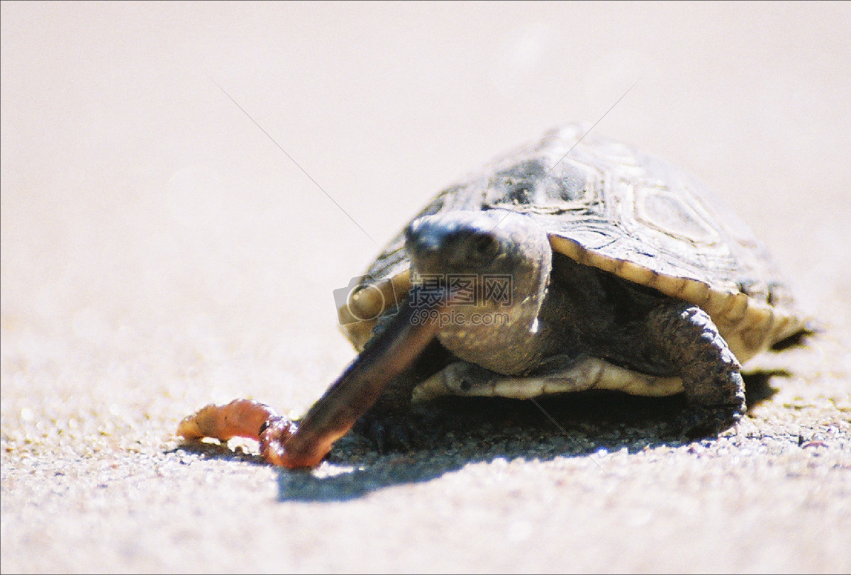 乌龟吃食