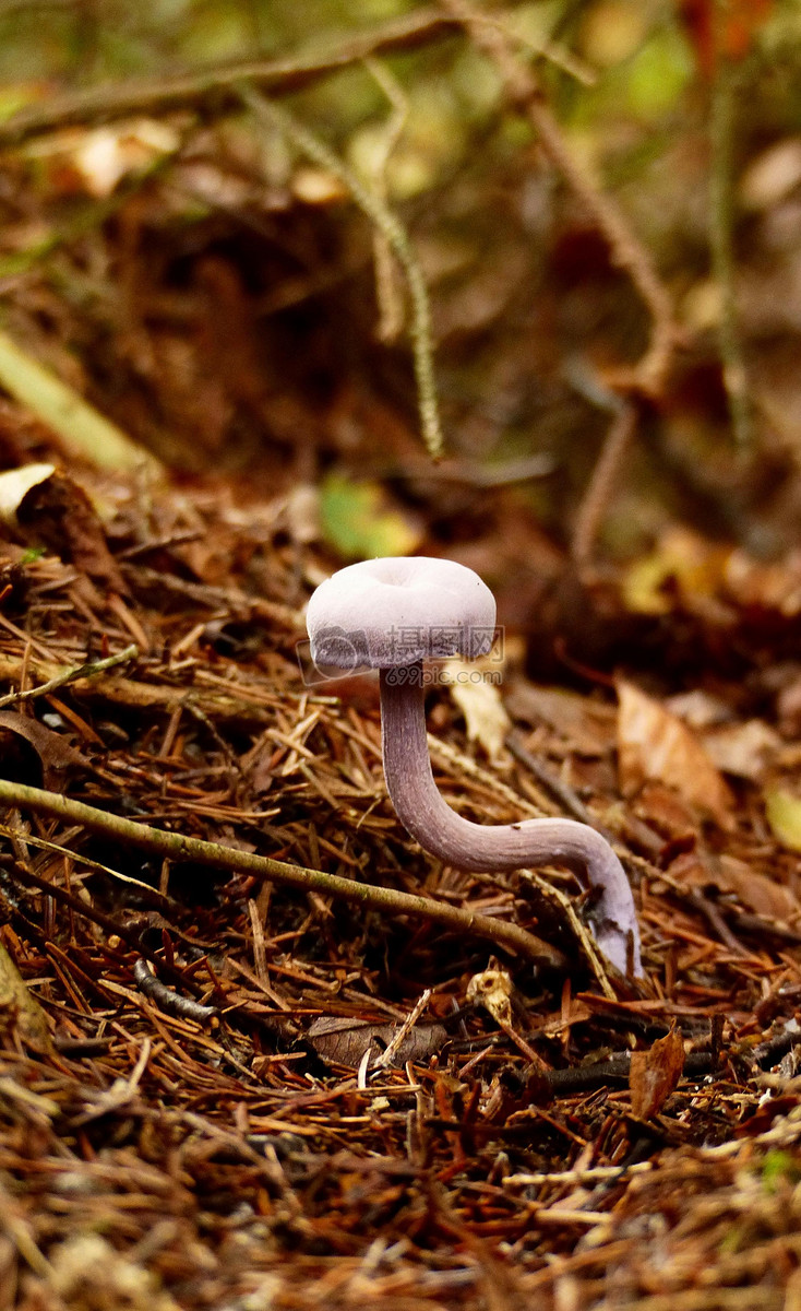 枯叶旁长出的白色蘑菇