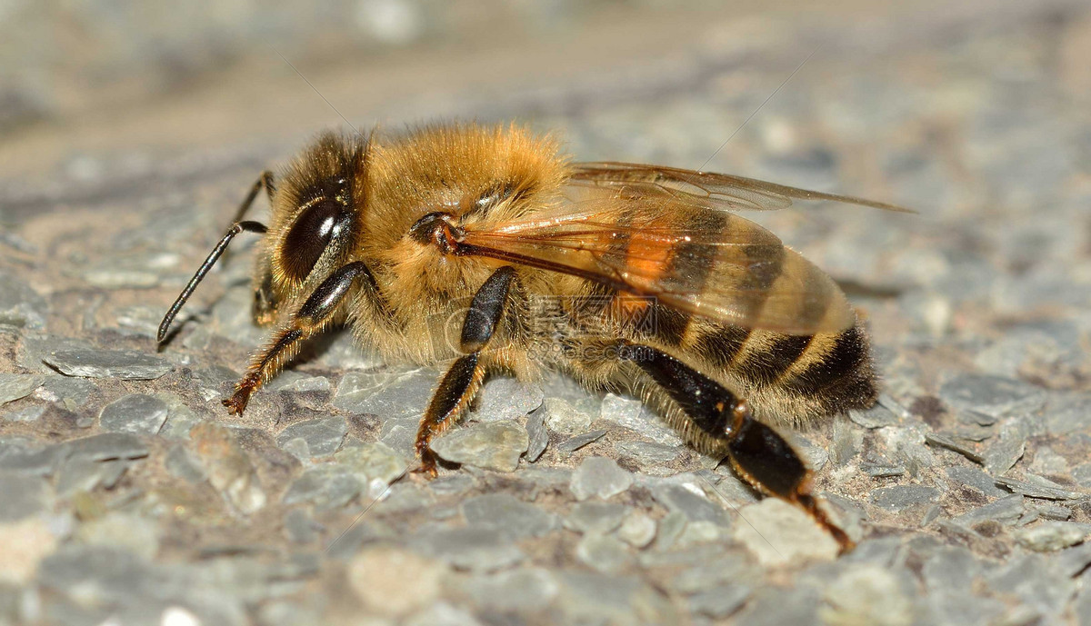 趴着不动的蜜蜂