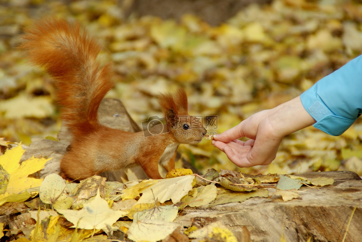 小动物在秋季森林