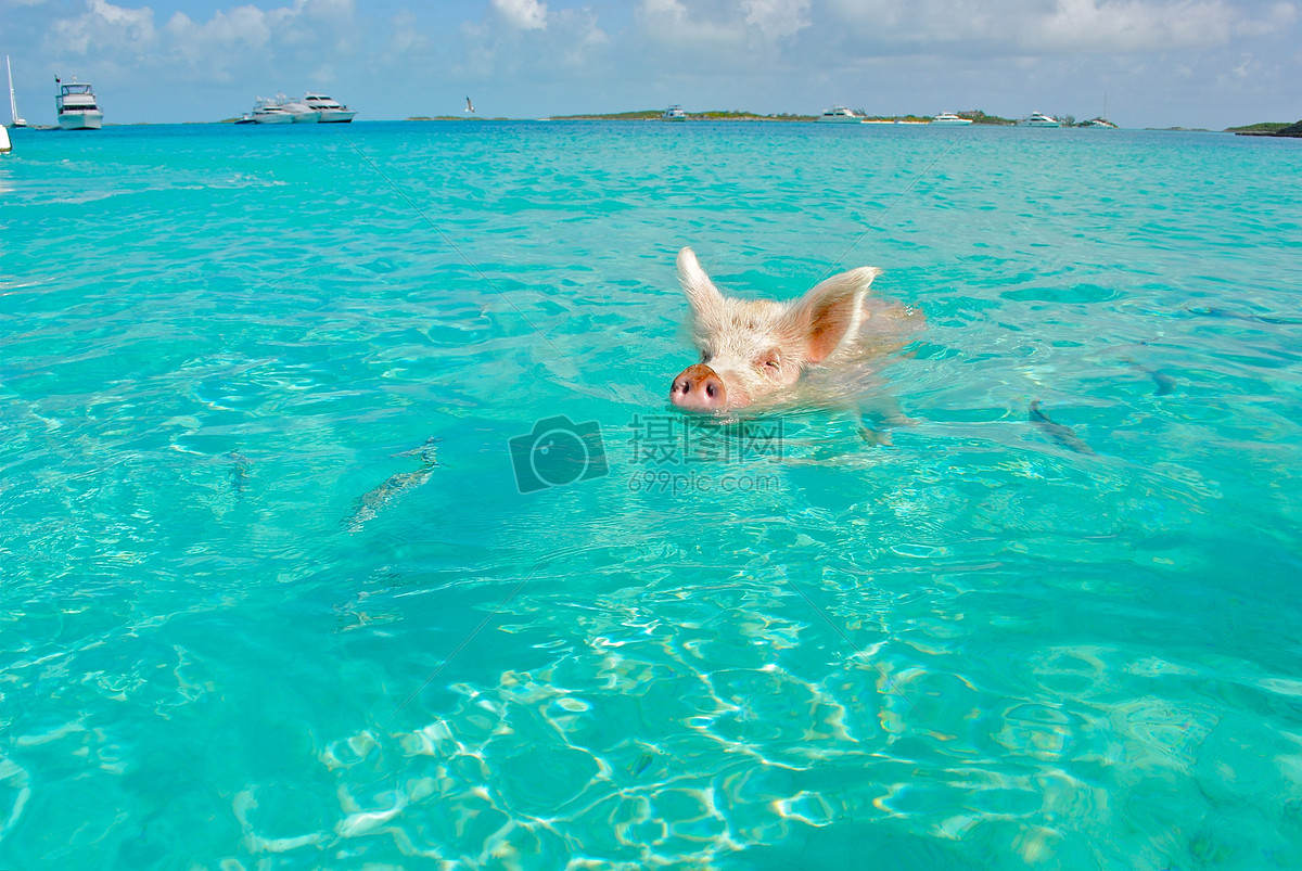 海里游泳的猪
