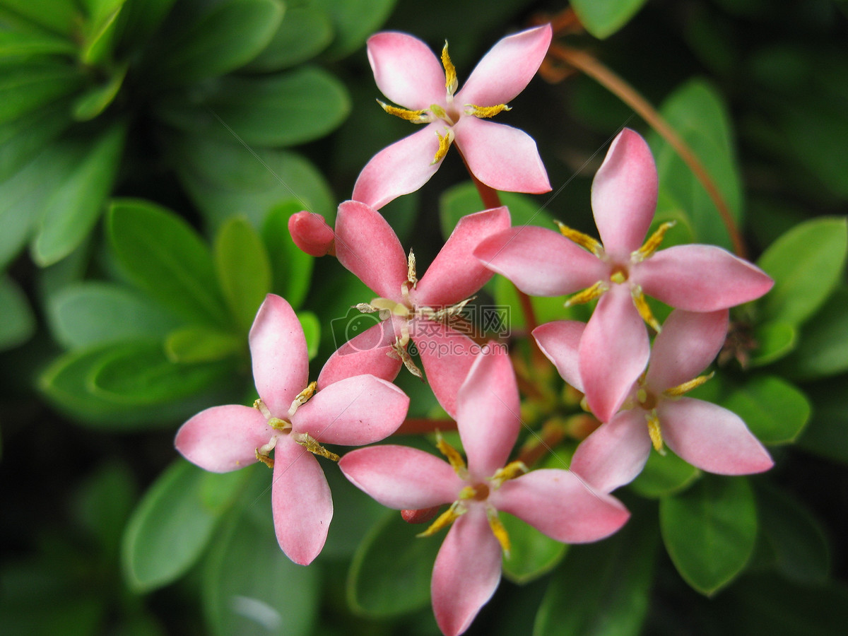 四片花瓣粉红色的花朵