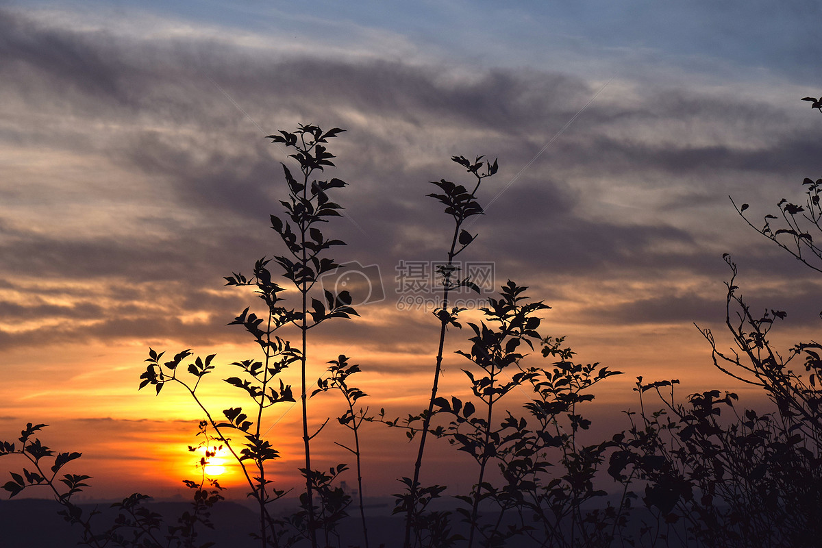 夕阳下的草丛