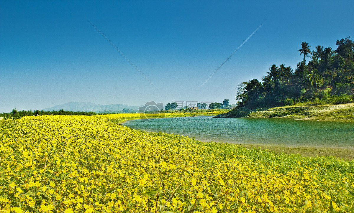 美丽的黄花园