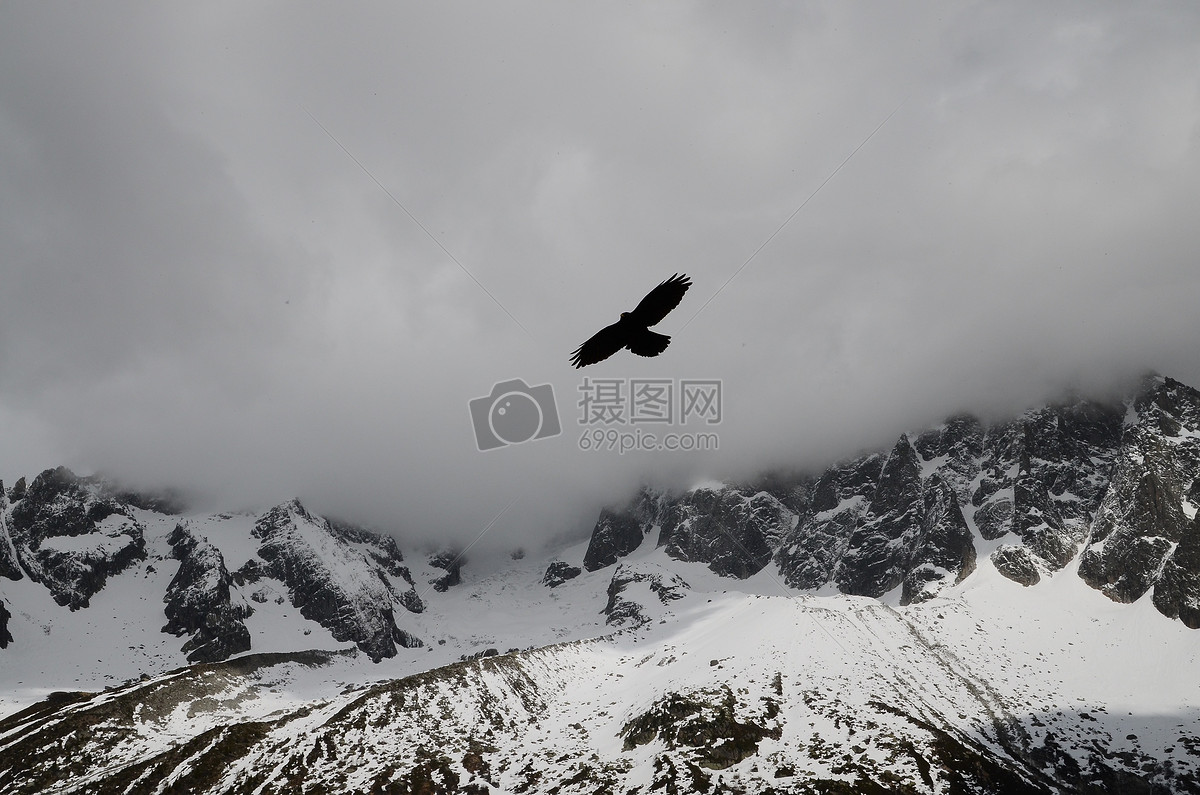 在雪山上空飞翔的鹰