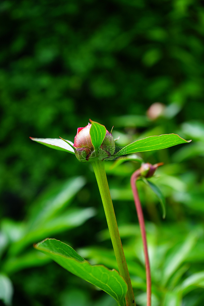 绿芽上的花朵