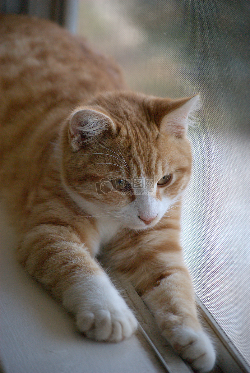             标签: 小猫窗子趴着
