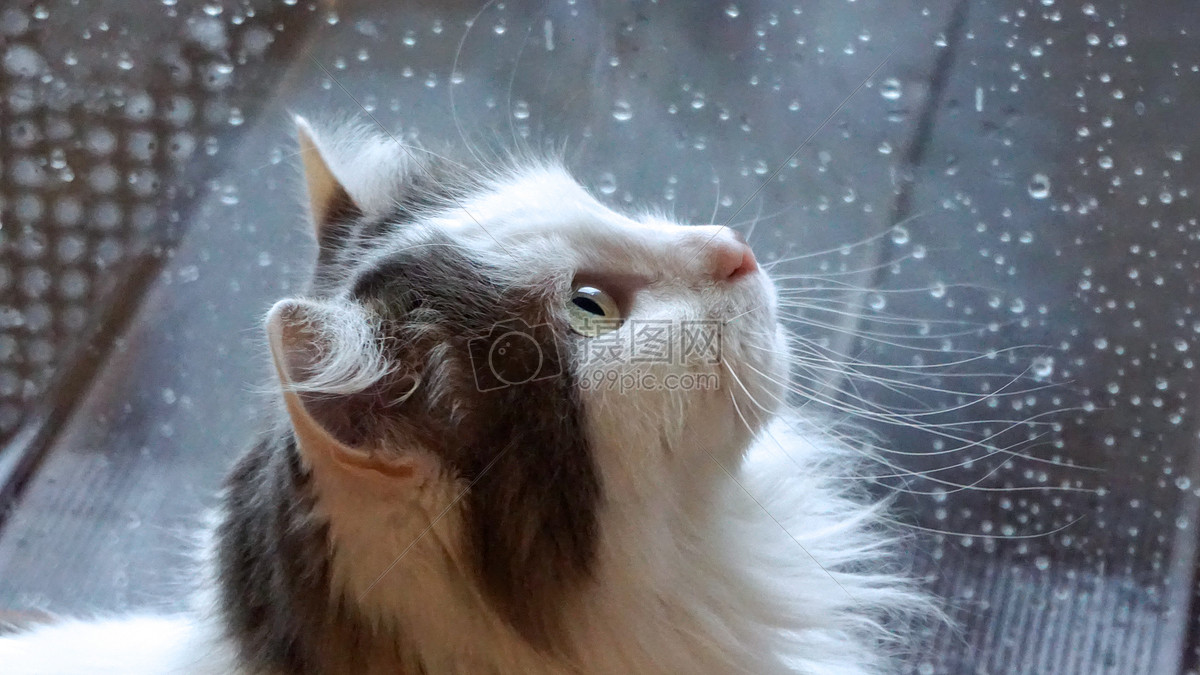 雨中的猫咪