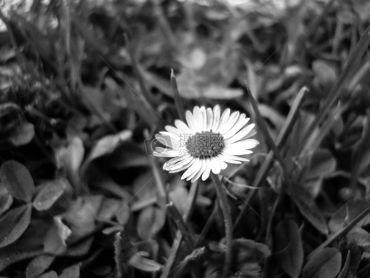 轻松拍摄黑色背景的花卉照片 - 知乎