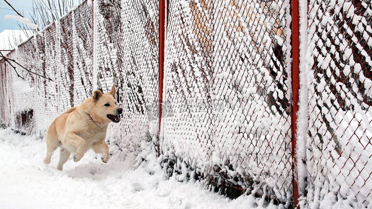 雪狗图片