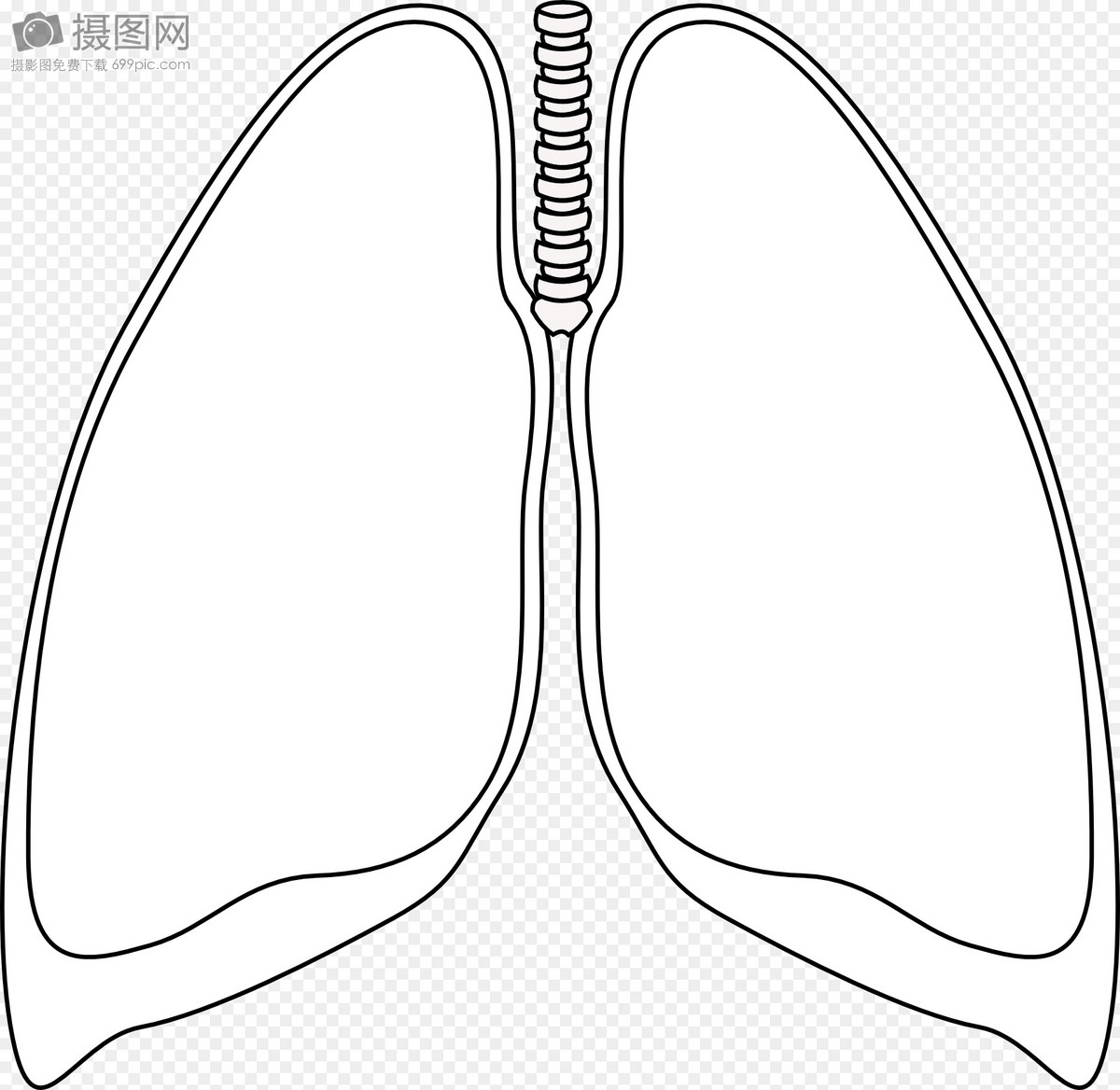 肺,图片