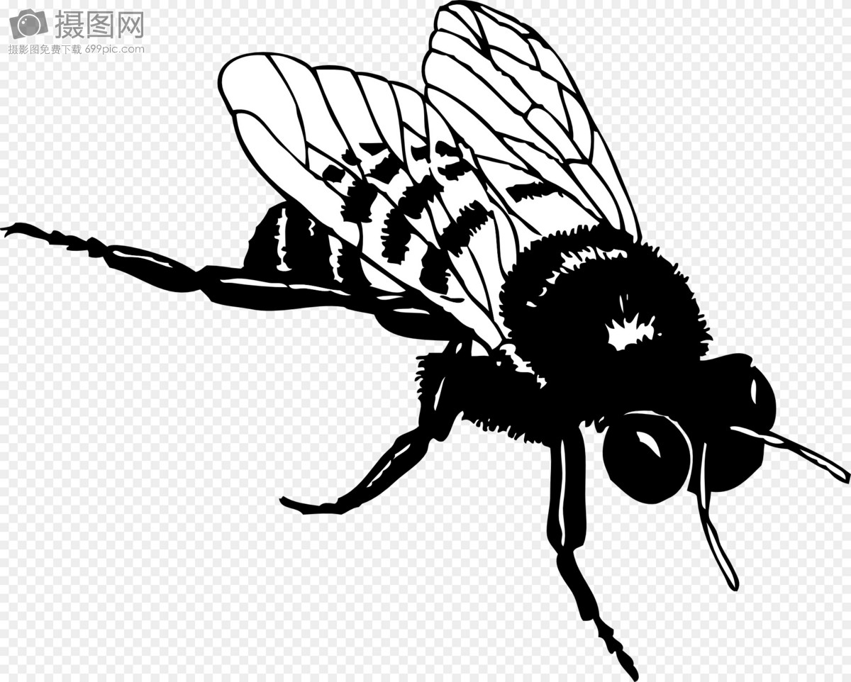黑白蜜蜂素描