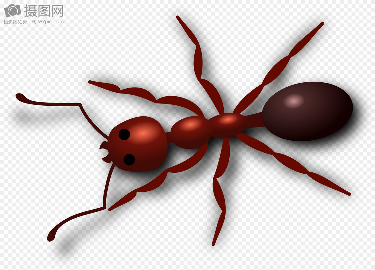 红色蚂蚁矢量图
