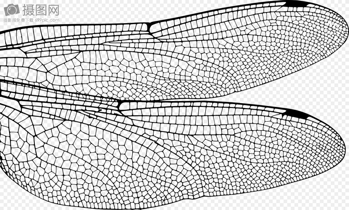 蜻蜓翅膀