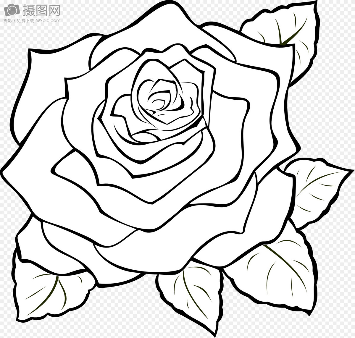 玫瑰, 开花