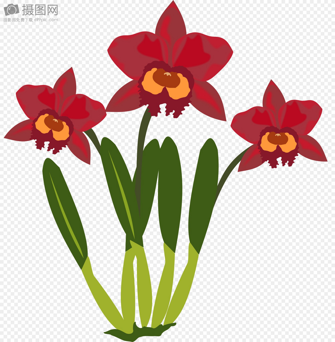 红色的兰花