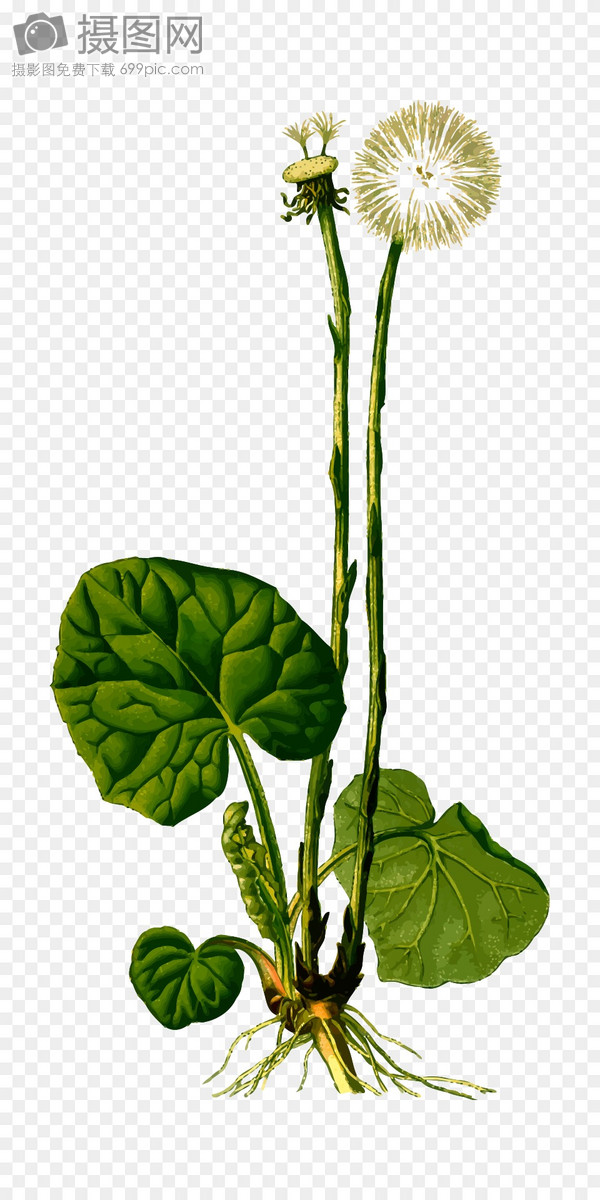 一株草本植物