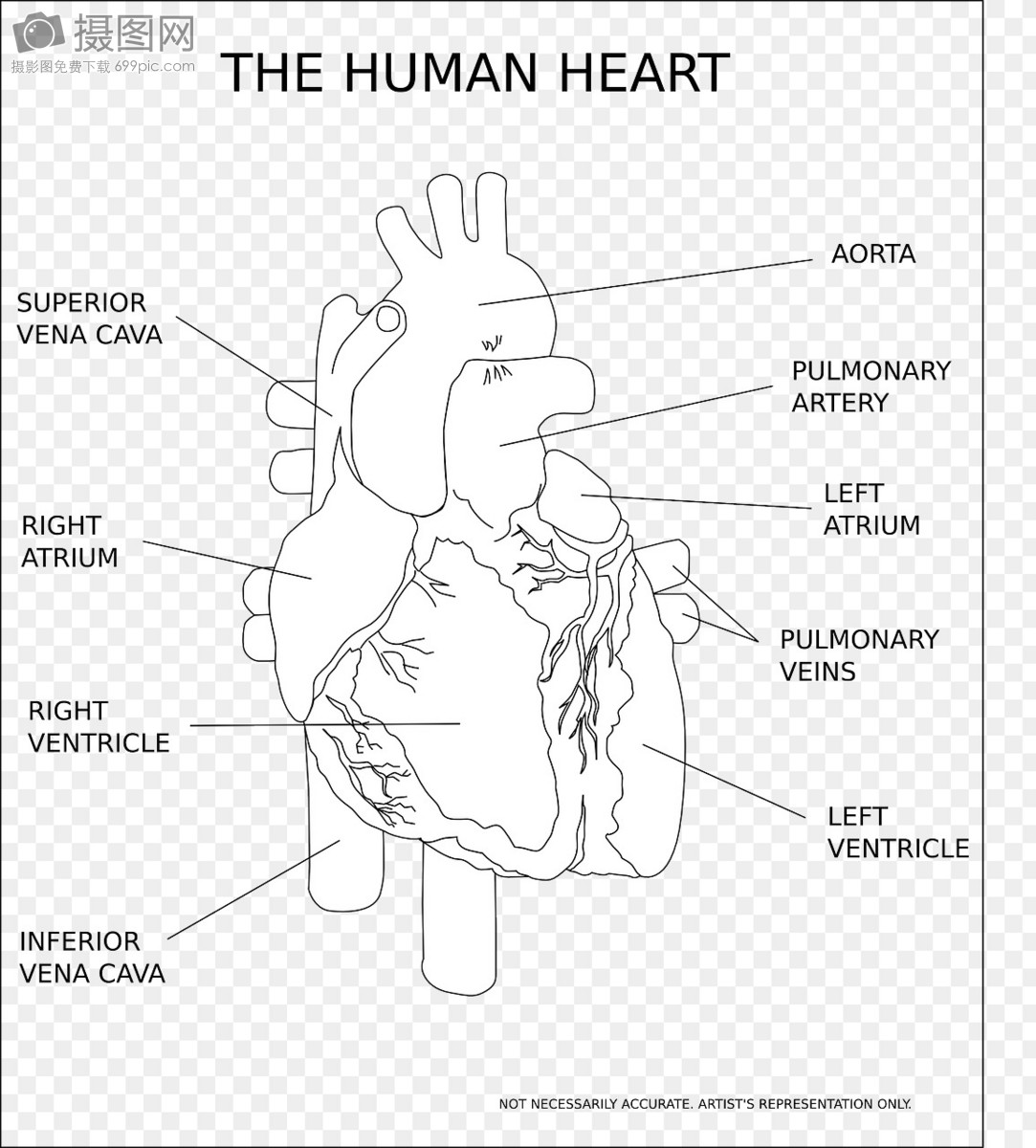 心脏解剖图