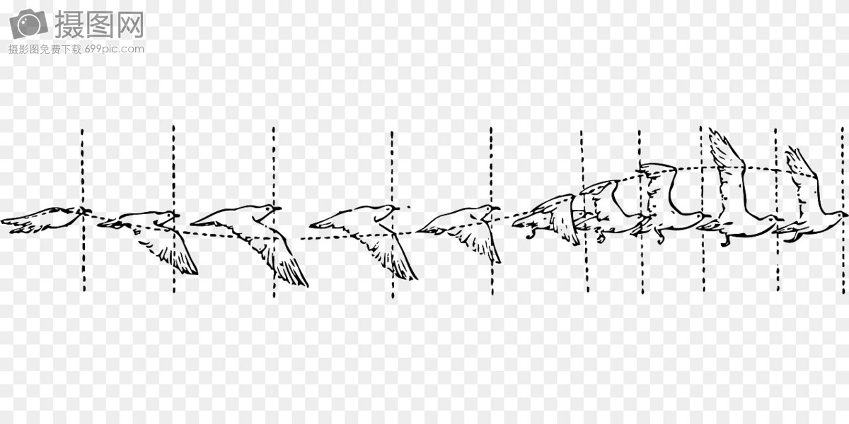 鸟飞行的步骤图
