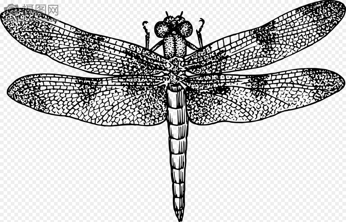 蜻蜓简笔画图片素材-编号37351109-图行天下