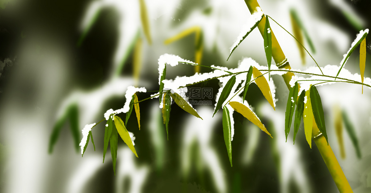 冬季竹子雪景