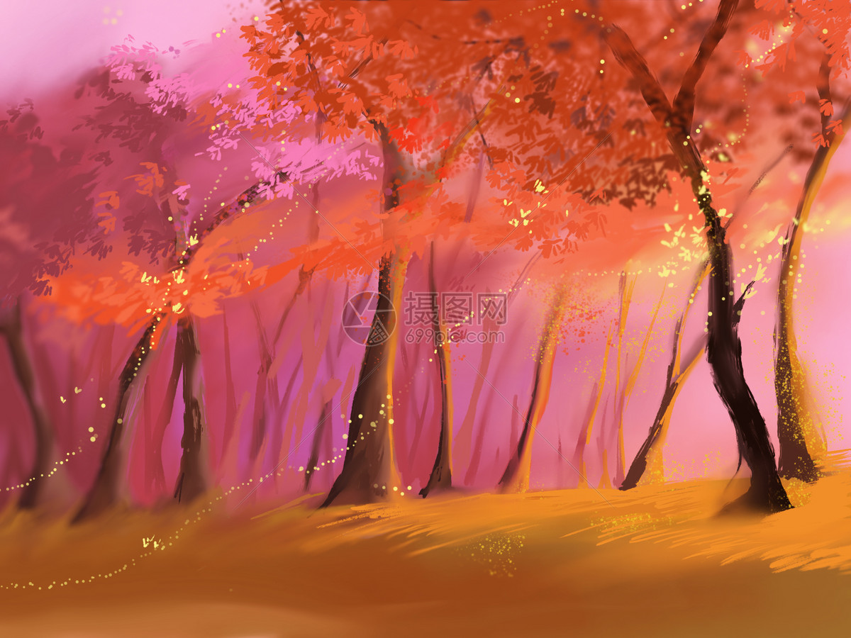夕阳中的枫树林