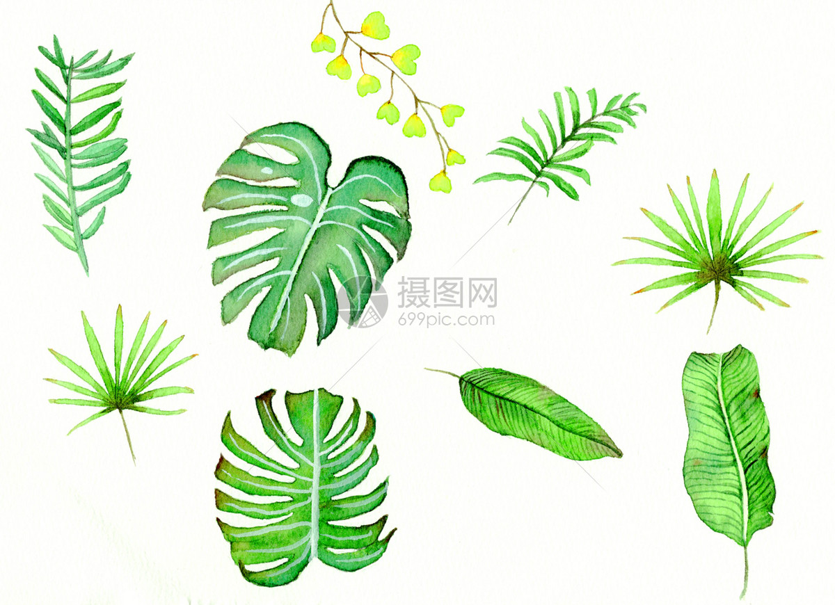 水彩插画绿植