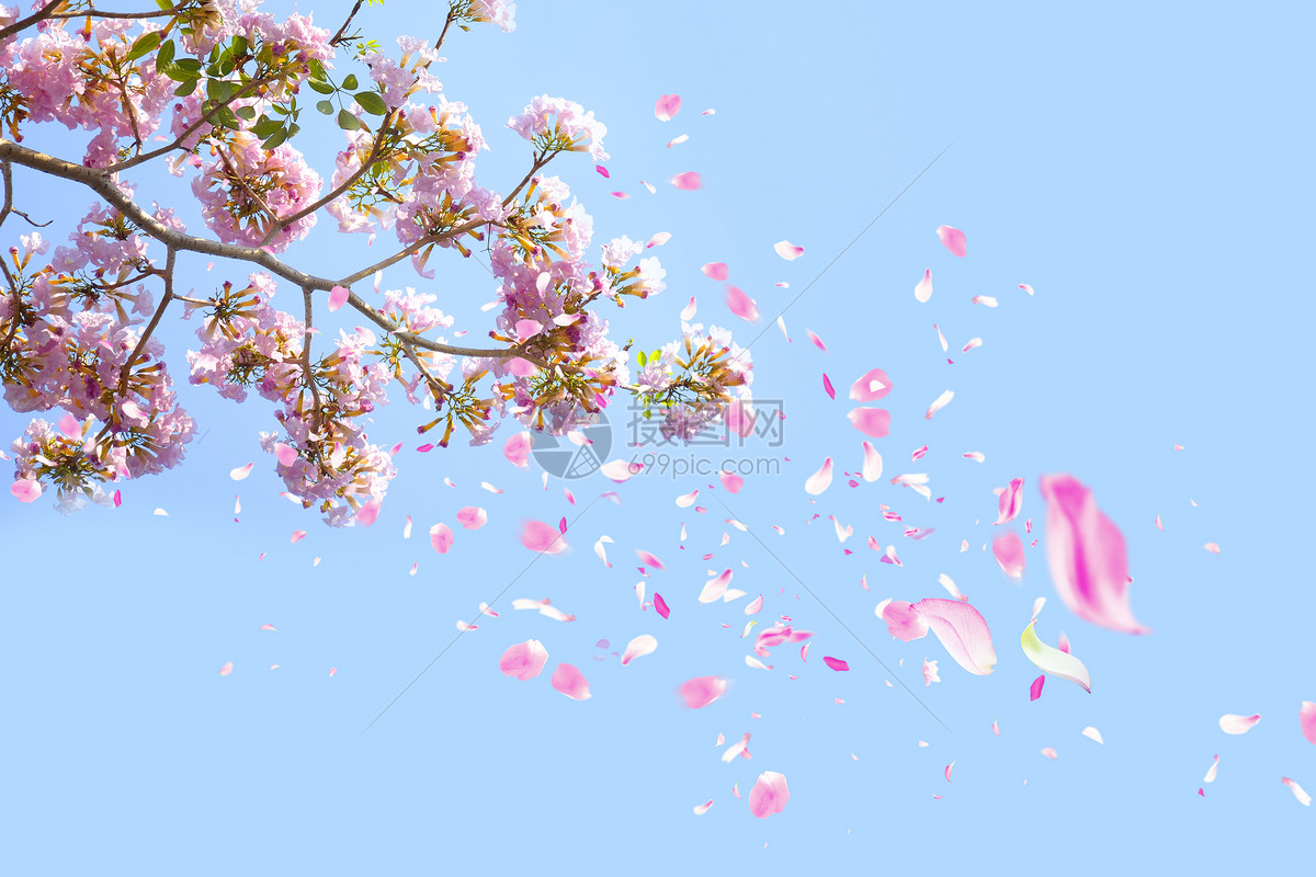 粉色粉红色花瓣飘落免扣图片素材-编号32723990-图行天下