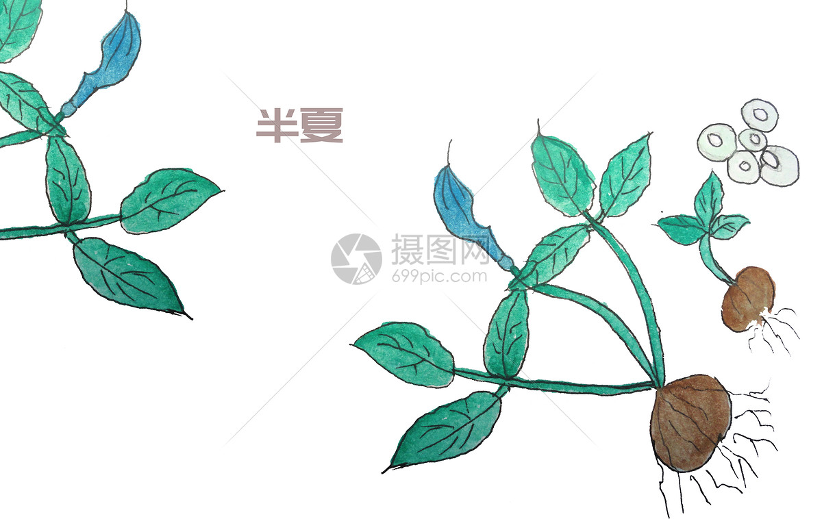 手绘水彩中药材半夏