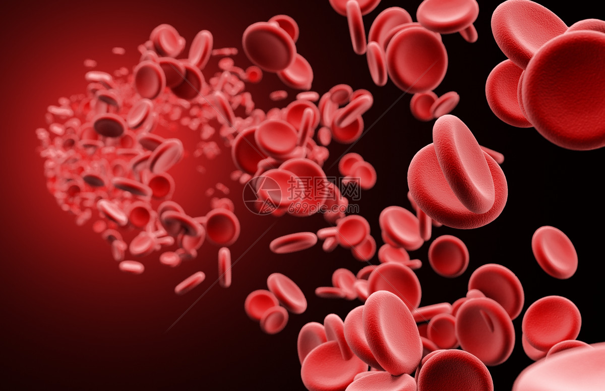 图2 原始红和早幼红细胞-心血管-医学