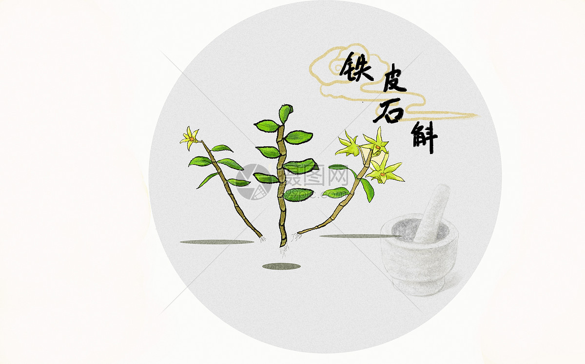 中草药插画