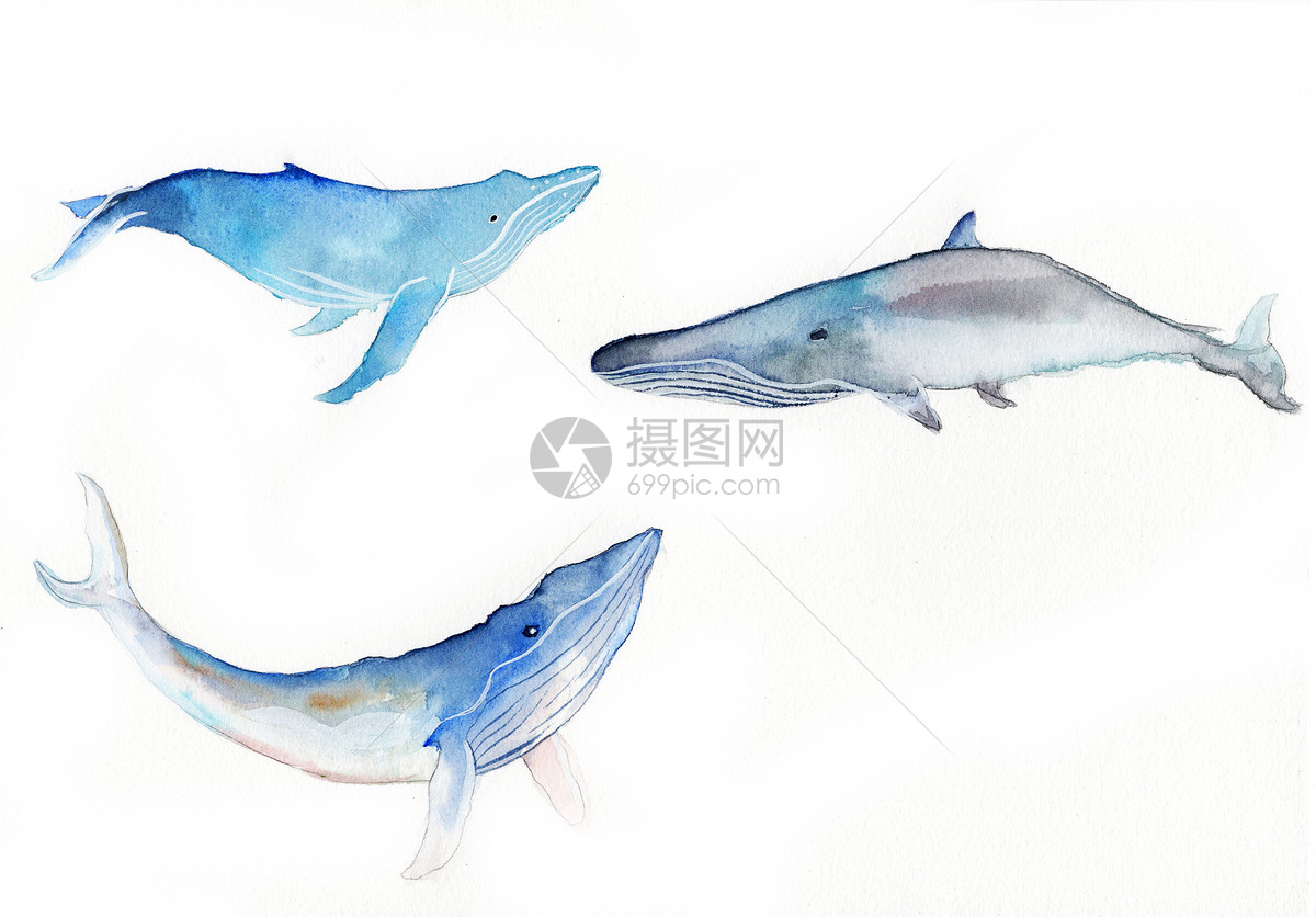 水彩手绘鲸鱼