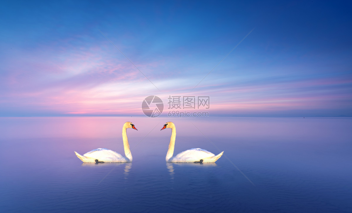 夜晚的天鹅湖