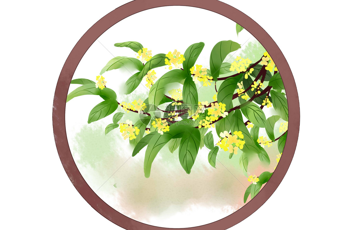 正确桂花