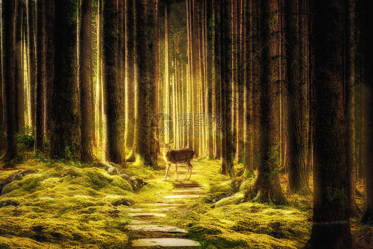 梦幻唯美森林图片素材-正版创意图片400883368-摄图网