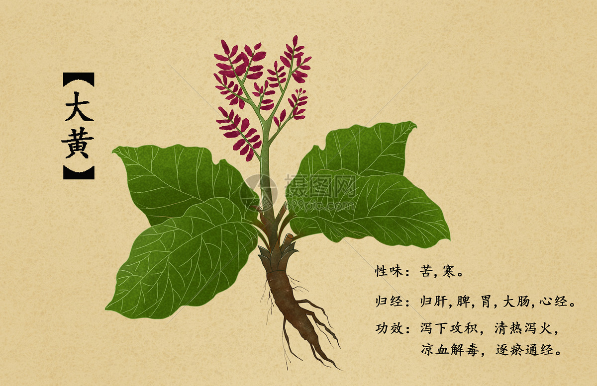 中草药大黄插画