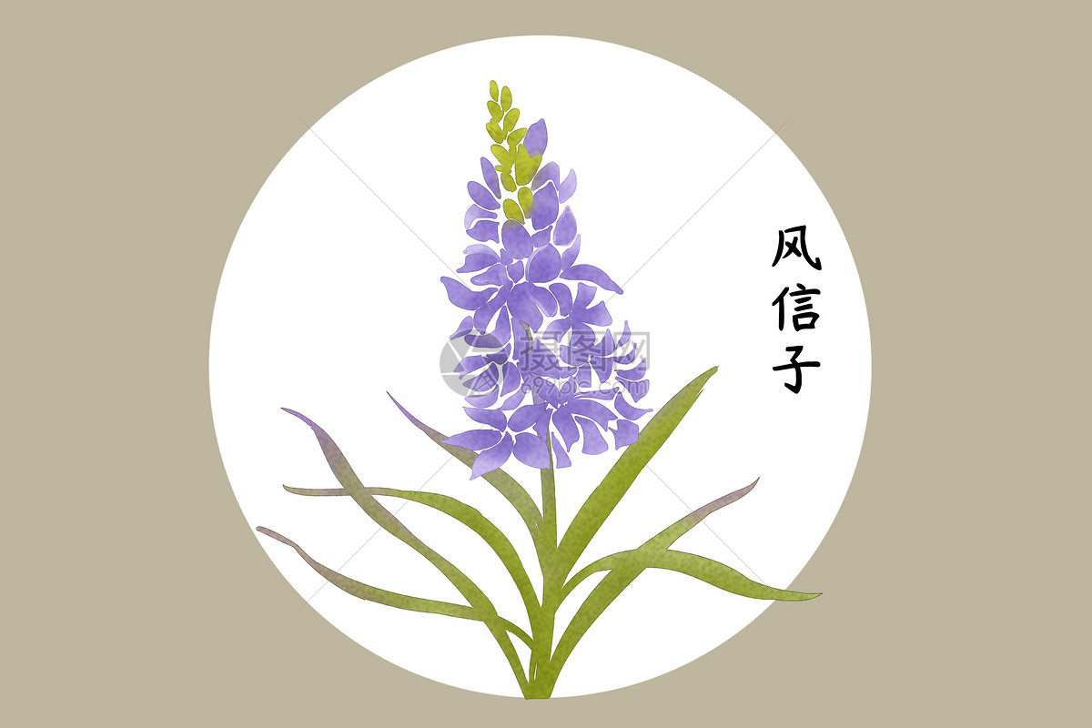 风信子插画