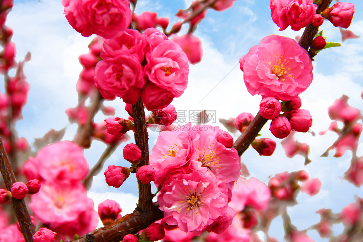 春天桃花盛开图片素材_免费下载_jpg图片格式_VRF高清图片500320125_摄图网