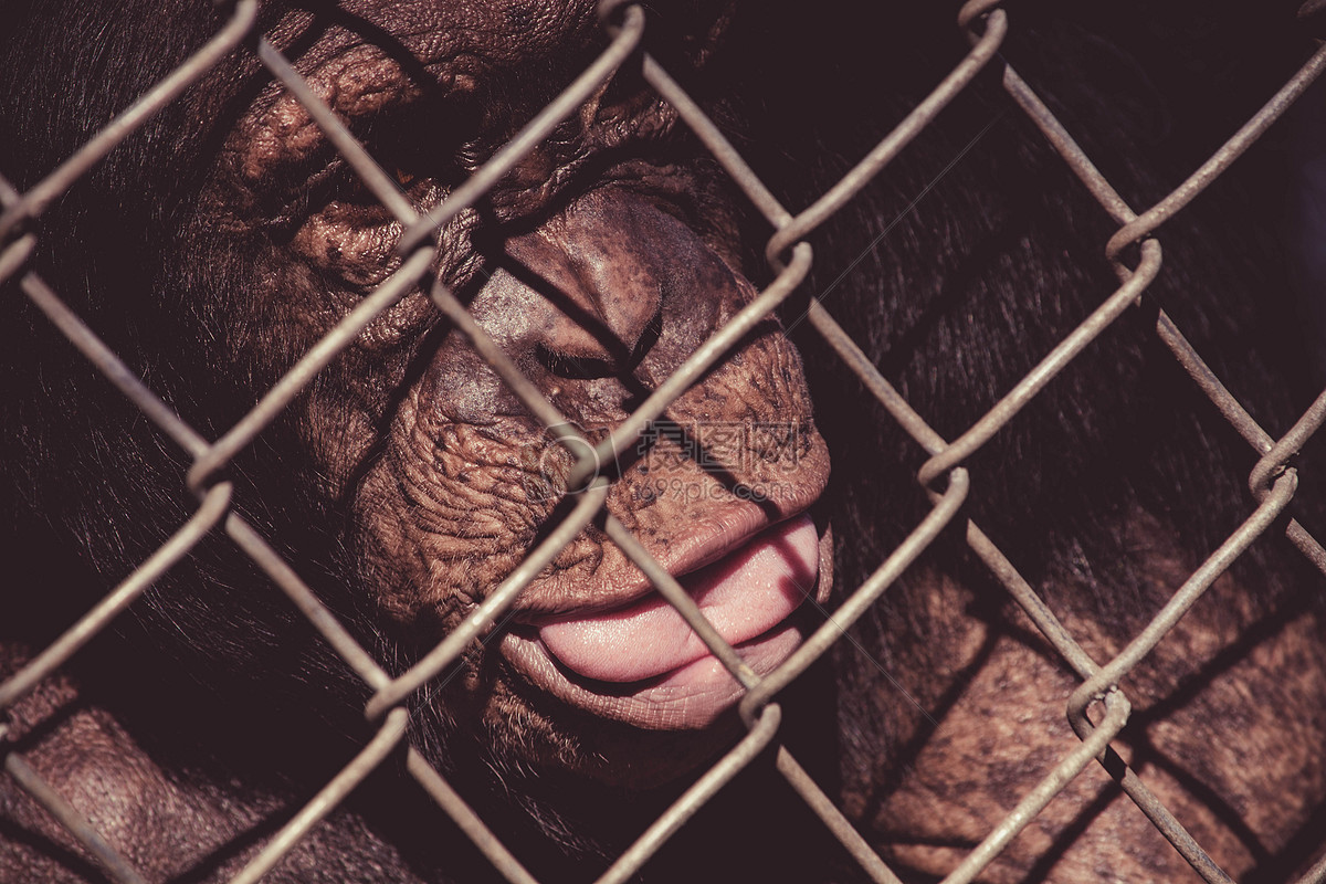 困在囚笼中的黑猩猩