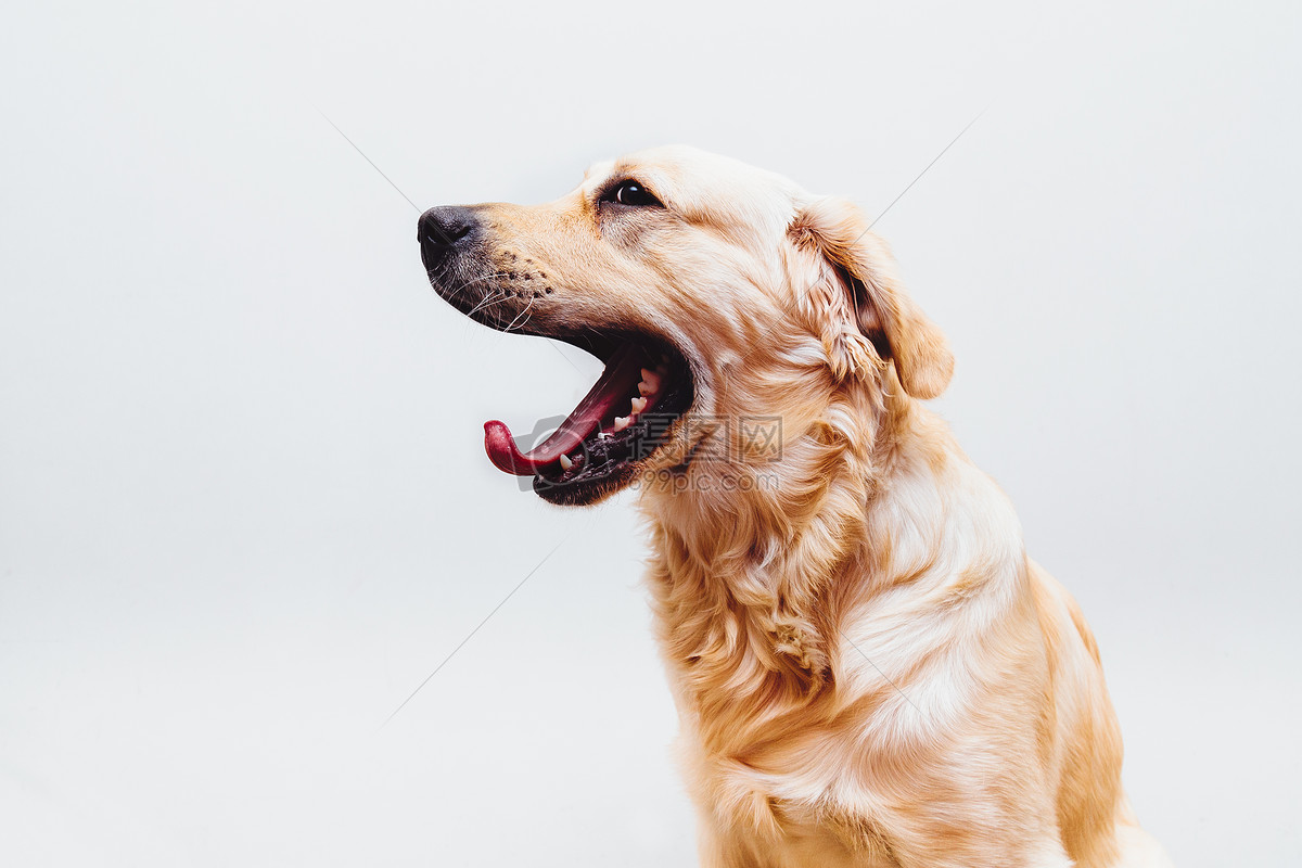 夏天狗狗“吐舌头喘气”，其实是在向你求救