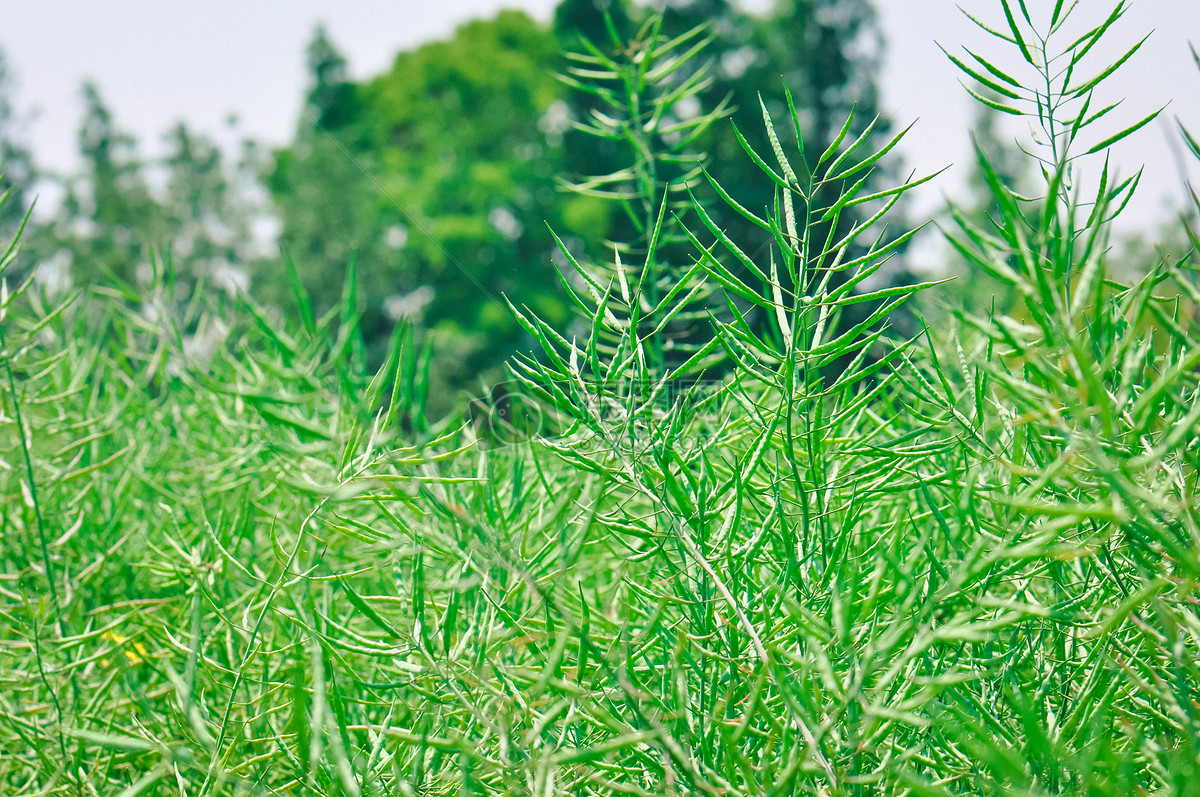 油菜籽 油菜花