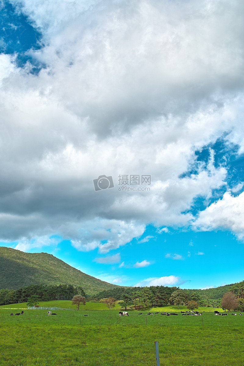 草地上的羊群