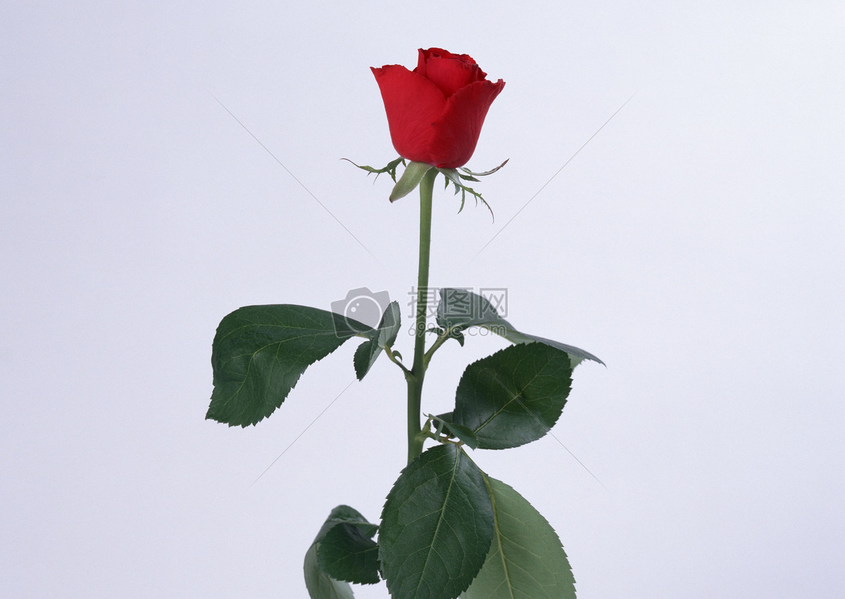 一朵红色玫瑰